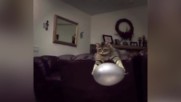 Котка хваща балон без да го спука