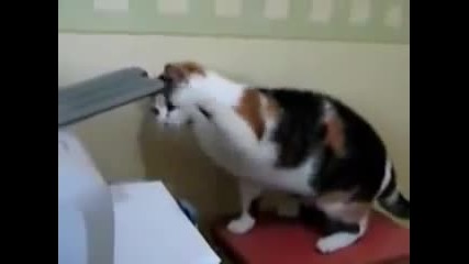 Котка и принтер