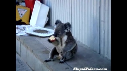Коала яде ябълка като човек !!!