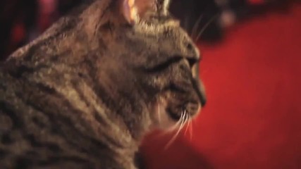 Най-сладката котка певец