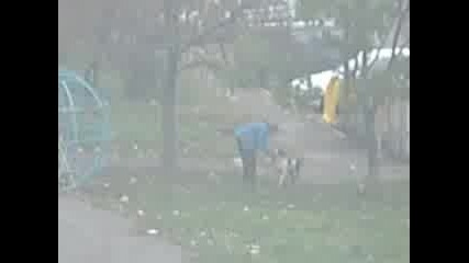Куче Се Бори С Дърво