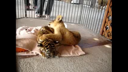 Лъвче И Тигърче - Бебета