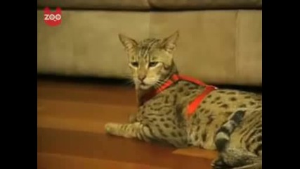 Най - скъпата котка в света 20хил. долара 