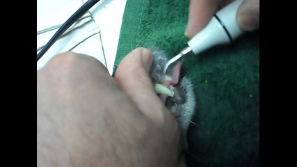 Почистване на зъбен камък на куче