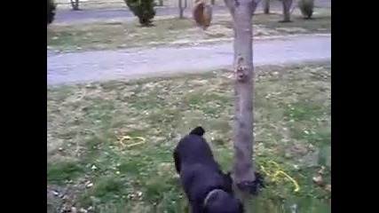 Rottweiler Training 