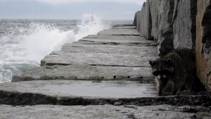 Mиеща мечка наводнена от океански вълни след буря
