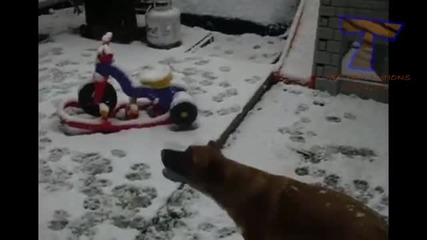 Сладки кученца и котенца си играят в снега