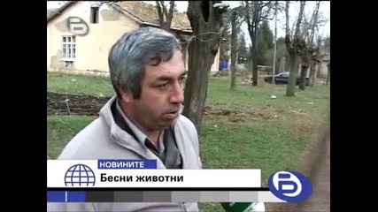 Котка Напада 3ма Души В Шумен