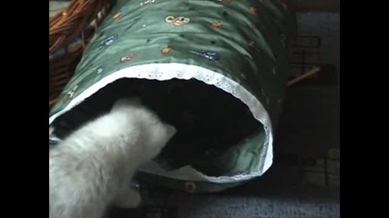 Най - Сладките Котенца