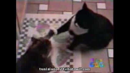 Смешни Котки