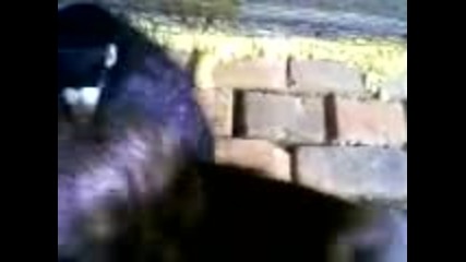 Видео-0001