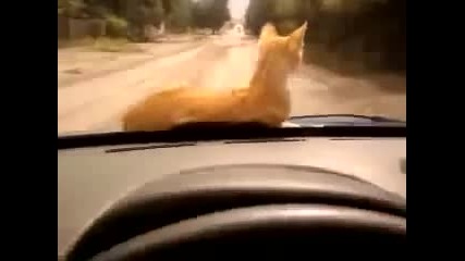 Котка се вози на предния капак на кола !