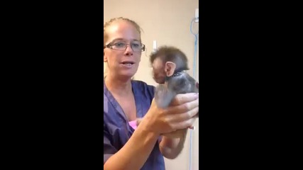 Как се къпе бебе маймуна