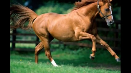 The Beautiful Horses (adagio - Gustavo Montesano) 