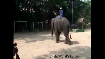 Elephants Working and Playing in Thailand