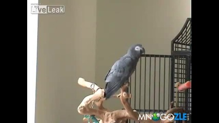 Папагалче пее песнички