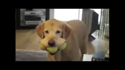 Куче захапва три тенис топки едновременно
