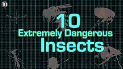10 изключително опасни насекоми