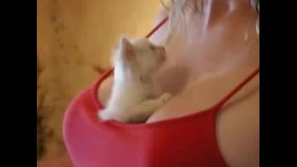 Very Funny Cats