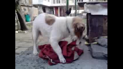My Crazy Dog [part1]