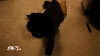 Bag Head Cat - astrophe 