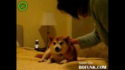 Dog Hates Satan