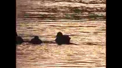 Swans To Karumesh Moon Tempo