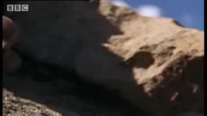 Rolling Salamanders & Caterpillars - Weird Nature - Bbc animals 