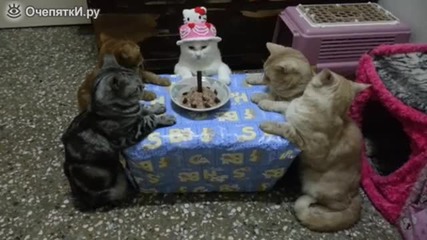 Котки празнуват рожден ден !