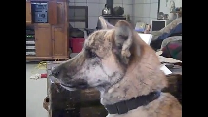Ultimate Dog Tease
