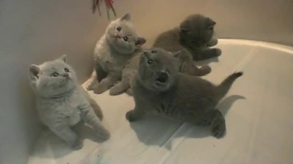 British Shorthair Kittens playing 