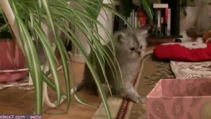 Персийски котенца.