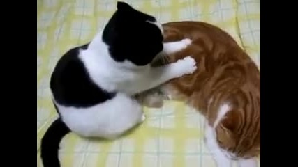Котешки масаж...
