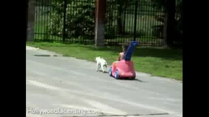 Много смях 16 (baby Love & Dogs Unleashed 5) 