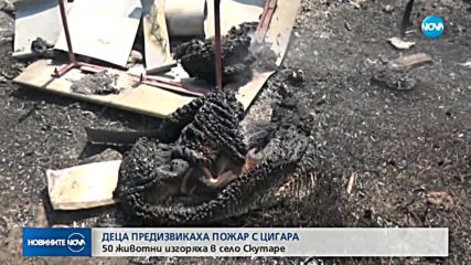 50 овце изгоряха при пожар в Пловдивско