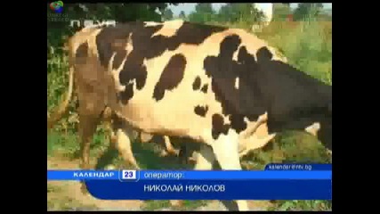 Крави тормозят цяло село 