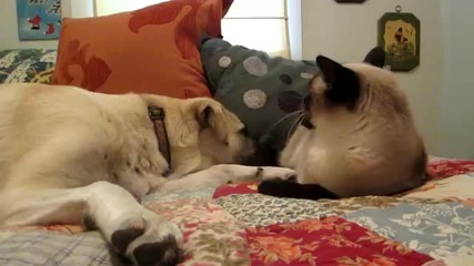 Коте срещу куче