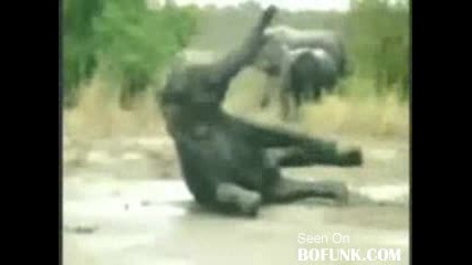 Слон Се Подхлъзва И Пада