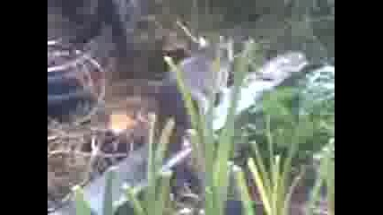 baba 2