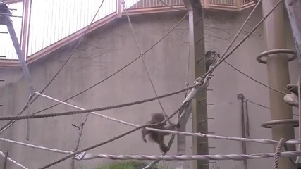 Maruyama Zoo - Orangutanq f,dkhwjdk
