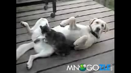 Котка обслужва куче