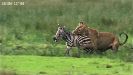 Лъв Vs. Зебра - Bbc One 