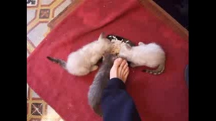 Закуска За Котки 