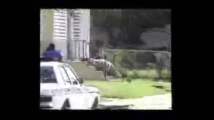 Fucking compilation by Mobster ( Crash Compilation )
