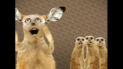 Singing cats :)