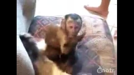 Обичта между котка и маймуна 