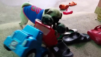 Малки кученца се возят в детско камионче!