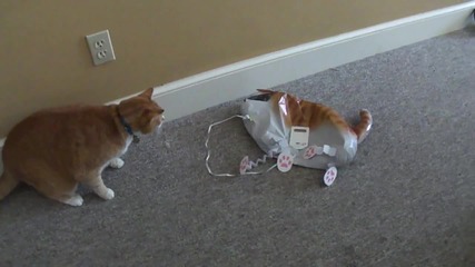 Котка нинджа