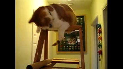 Дебела котка/fat Ladder Cat 