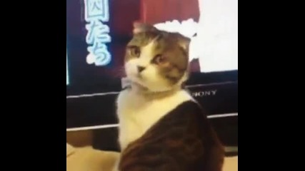 Снимане Cat Edition